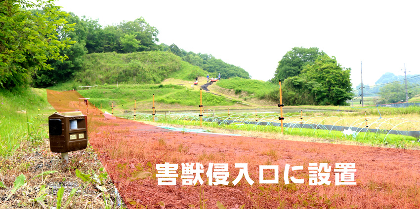 かかし部長　警備中